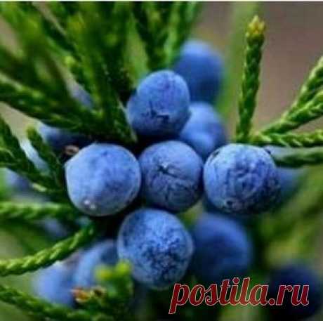 Воспаление придатка яичка у мужчин – лечение народными средствами