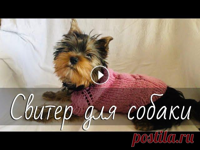 Свитер для собаки спицами. Простой свитер-реглан с косами для йорка. Подробный МК. Dogs sweater. Как связать спицами простой свитер реглан сверху для животных? Подробный пошаговый мастер-класс для начинающих по вязанию свитера для собаки мелкой по...