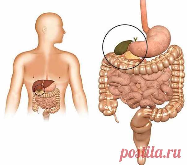 (+1) Застой желчи: лечение и профилактика (home.health.rushealth) : Рассылка : Subscribe.Ru