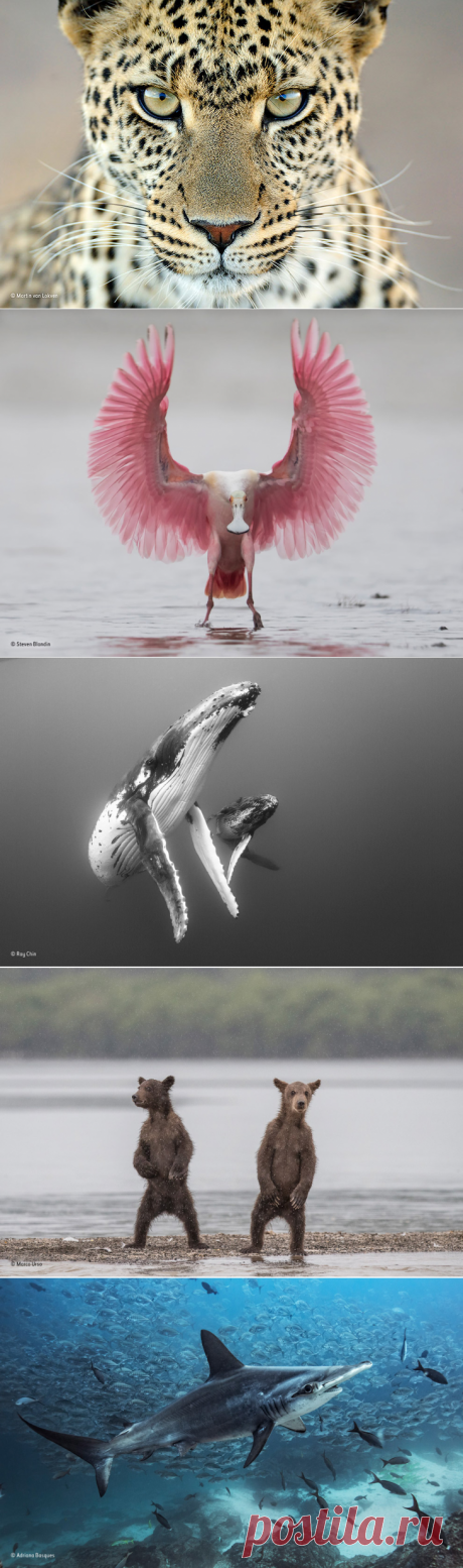 Конкурс дикой природы Wildlife Photographer of the Year