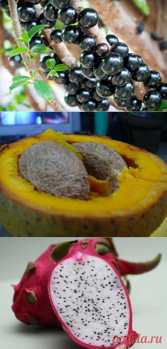 Сколько на планете видов фруктов? 20 видов, о которых Вы ничего не знали — Вкусные рецепты