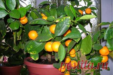 Выращивание апельсинового дерева на подоконнике — Домашние