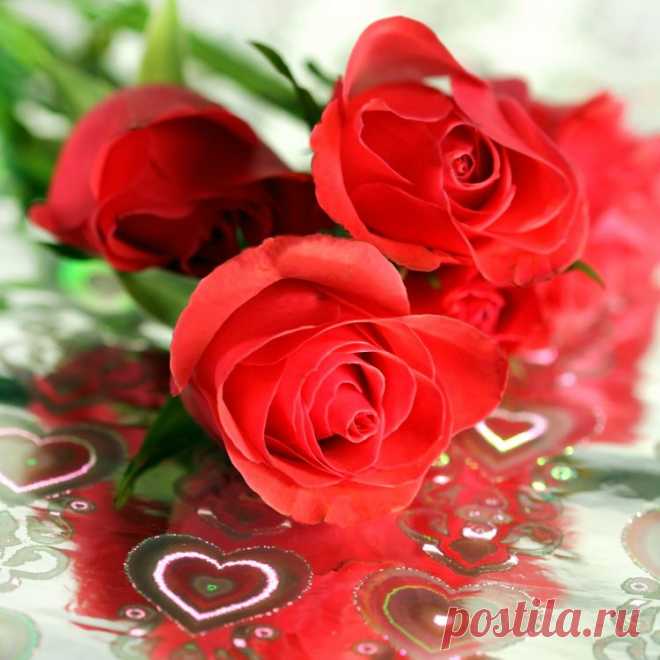 Ирилинн — «Красная роза - эмблема любви...» на Яндекс.Фотках