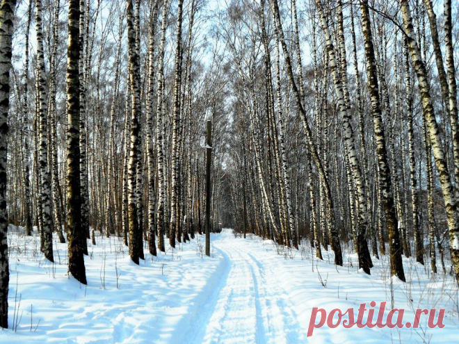 Березовая роща зимой фото