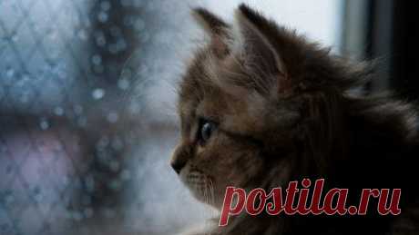 Животные антидепрессанты, фотографии / Питомцы