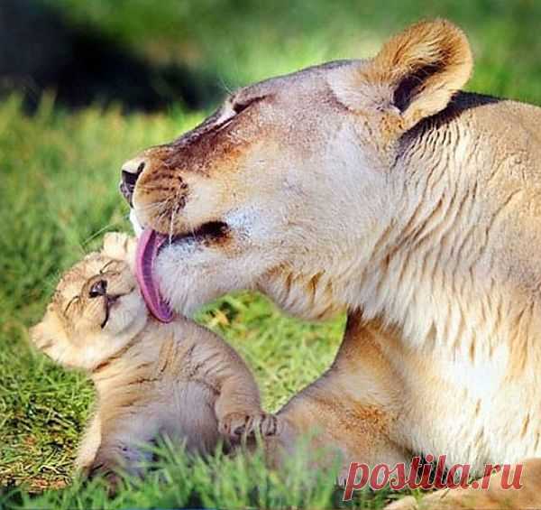 lioness-cleaning