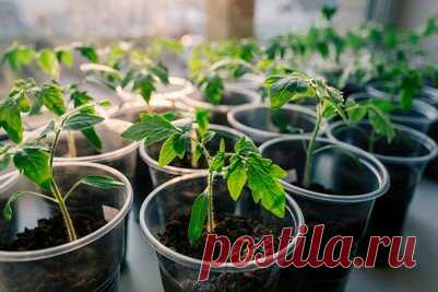 Подкормка для рассады томатов, которая помогает в несколько раз увеличить нарастание корней | дачный самоделкин | Яндекс Дзен