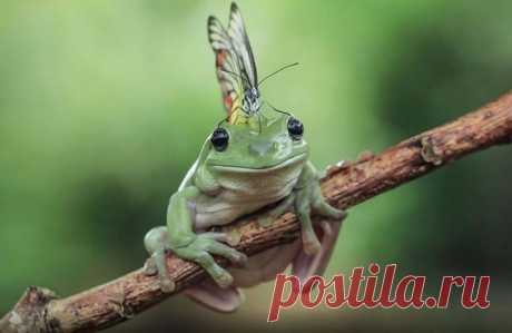 16 позитивных фотографий лягушек
