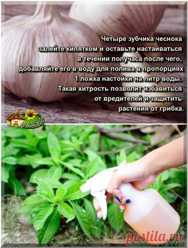 дачные советы