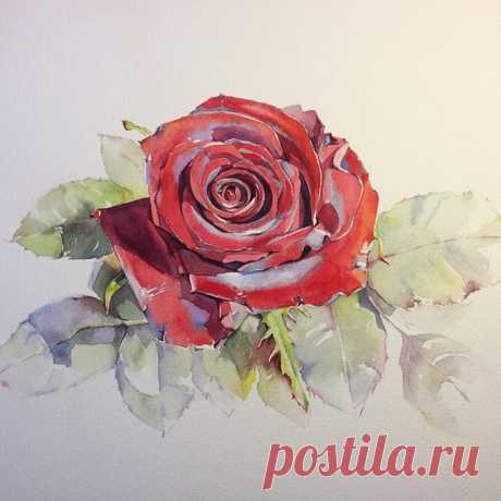Цвета получились насыщенными. Совсем по-осеннему... #рисую_все_что_вижу #поканемойсад #art #artist #paint #watercolor #watercolorflowers #acuarela #aquarelle #aquarell #roses #fleurs #flowers #розы #цветы #акварель #winsornewton #sennelier #lanaquarelle