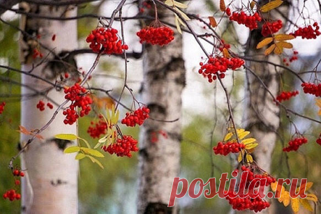 Спокойна русская природа. 
Берёзы. Поле. Облака. 
Я слышу: катится подвода. 
Я вижу: катится река. 

Блестит солома золотая, 
Петляет ниточка ручья. 
Мне птицы машут, улетая 
На юг, в заморские края. 

Танцуют дождики рябые 
На рыжих листьях сентября. 
И на ветру горят рябины, 
Как снегириная заря. 
~~~~~~~~~~~~~~~~~~~~~​​   ​

М. Пляцковский