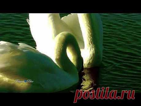 ▶ Rêve D'Amour - Richard Clayderman - YouTube