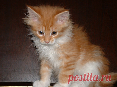 Cute&Cool Pets 4U: Фотографии кошек мейн-кун