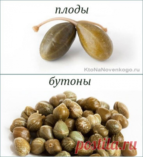 Каперсы — что это такое | KtoNaNovenkogo.ru