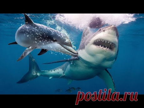 Вот Почему Акулы Боятся Дельфинов... - YouTube