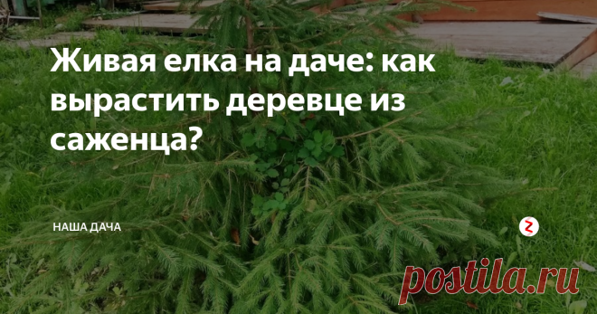 Живая елка на даче: как вырастить деревце из саженца? В преддверие нового года вообще актуальная тема, не правда ли? У нас растет елочка прямо у дома, около крыльца. Выросла она там неслучайно, мы ее намеренно посадили. Сейчас это уже симпатичная пушистая красавица в метр двадцать высотой, а когда сажали – в буквальном смысле «от горшка два вершка» была.