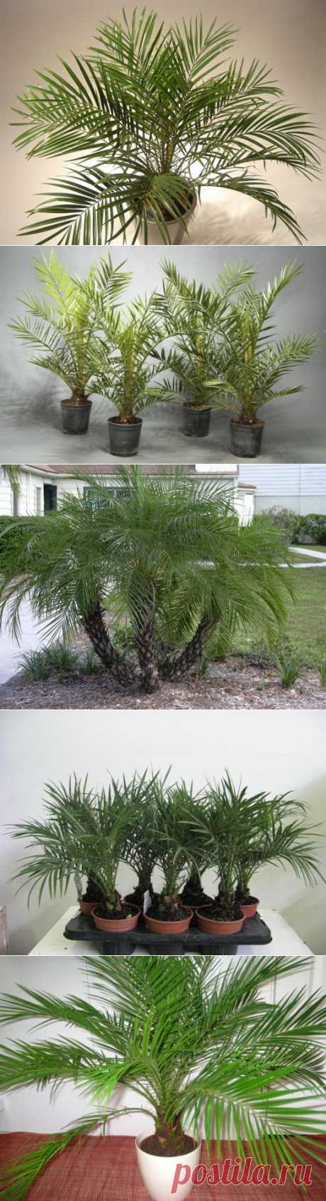 Комнатная финиковая пальма | РОЗЫ