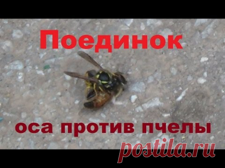 Поединок. Оса против пчелы - YouTube
