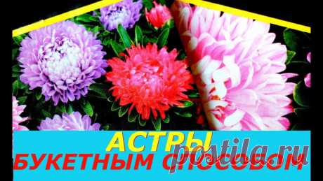 ВЫРАСТИТЬ АСТРЫ БУКЕТНЫМ СПОСОБОМ БЕЗ ПИКИРОВКИ ПРОСТО И НЕВЕРОЯТНО КРАСИВО ! #АстрыбезПикировки #Астрыизсемян #ВыраститьАстры От такого удобрения цветут все орхидеи, видео тут: https://www.youtube.com/watch?v=2M5rpwGAKcE&list=PLho2T6U...