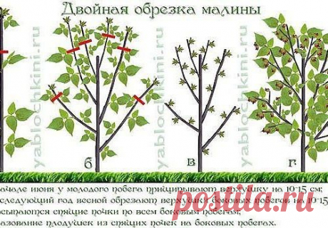 Обрезка малины по Соболеву