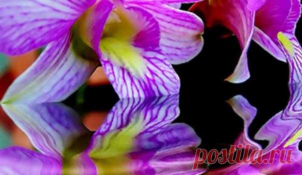 Полив орхидей в домашних условиях — FloweryVale.ru