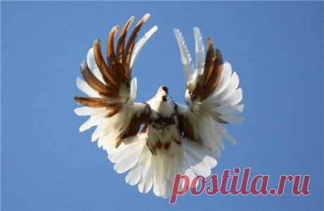 Серпастые (Очаковские) голуби: описание породы, полёт, фото