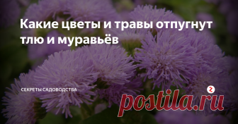 Какие цветы и травы отпугнут тлю и муравьёв Порой тля и муравьи наносят больший ущерб, чем крот или медведка. Я расскажу о гуманном способе прогнать вредителей с пользой!