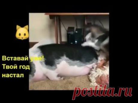 5 февраля по китайскому гороскопу наступает год СВИНЬИ