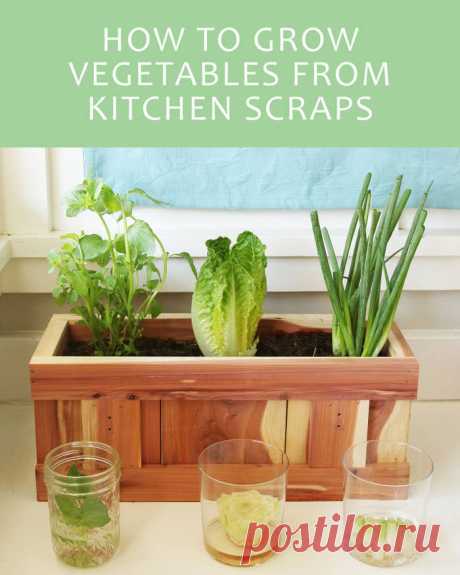 Here's How To Give Your Vegetable Scraps A New Life