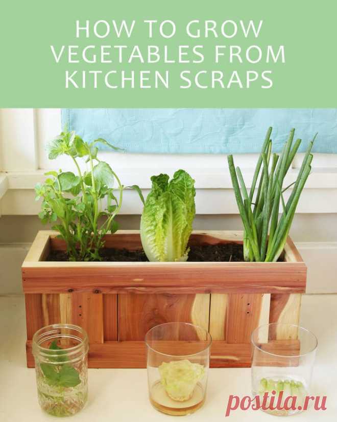 Here's How To Give Your Vegetable Scraps A New Life
