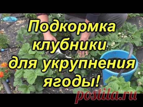 Клубника-подкормка для укрупнения ягоды.