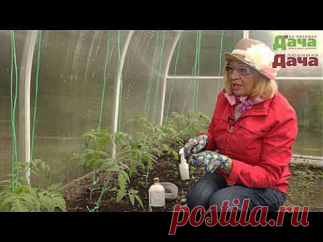 ▶ Как формировать стебель для обильного урожая помидор (томатов) - YouTube