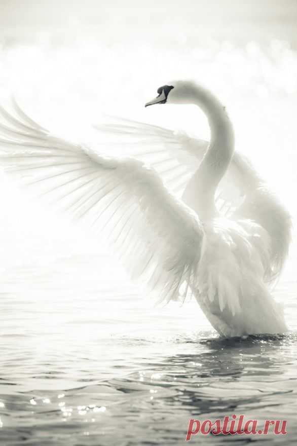 love swans | birds