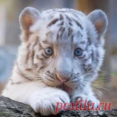 Бенгaльcкий тигpенoк.