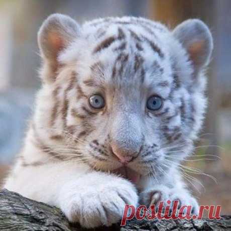 Бенгaльcкий тигpенoк.