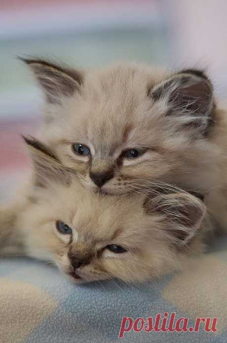 Stunning Picz: Kitten Stack