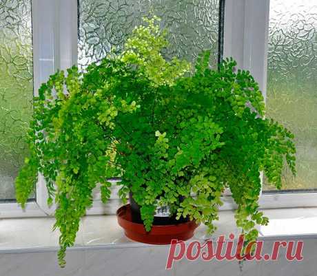 Комнатное растение Адиантум (Adianthum). Капли воды стекают с гидрофобных листьев этих папоротников, не смачивая их. В переводе с греческого diant-&quot;смачивать&quot;, а an-частица отрицания. Наиболее часто встречается в продаже адиантум клиновидный (A.raddianum). Специалисты рекомендуют выращивать его в &quot;тропическом окне&quot;. Высота растения может достигать 40-50 см. В горшках выращивают также адиантум нежный (A.tenerum), адиантум венерин волос (A.capillus veneris).