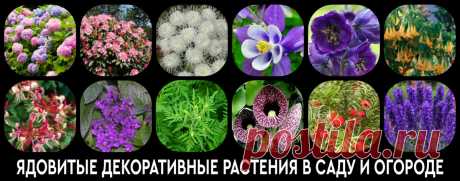 Ядовитые декоративные растения в саду и огороде. Справочник Внимательный читатель уже успел поискать цикуту на близлежащих водоемах и прикинуть опасность, которой подвергался, покупая с рук весной черемшу. Теперь пришло время заглянуть в собственный огород...