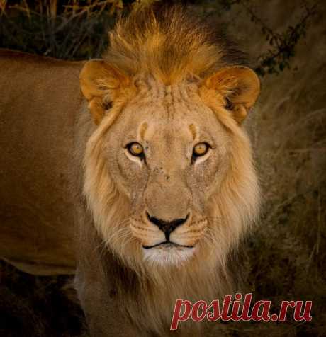 Встреча со львом во время сафари в Национальном парке Этоша (Намибия). Момент запечатлела Надежда Демкина: nat-geo.ru/community/user/230988