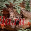 Новый способ вязания жаккарда örgü örme jakar 74