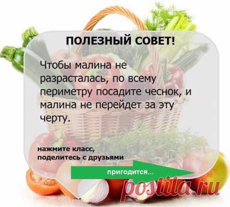 УЗЕЛОК НА ПАМЯТЬ. Огородникам 



Источник