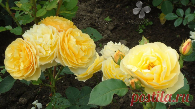 Розы зимой. Когда, чем и как укрывать розы на зиму | &quot;Дача - Мания&quot;