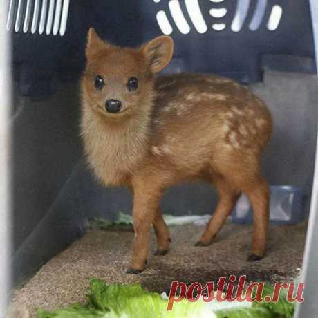 O Pudu Deer é o menor cervo do mundo. Eles vivem em espessura de bambu para se esconder dos predadores.
.