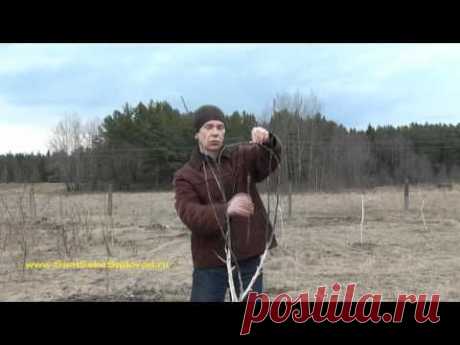 ▶ Формируем крону яблони творчески! - YouTube