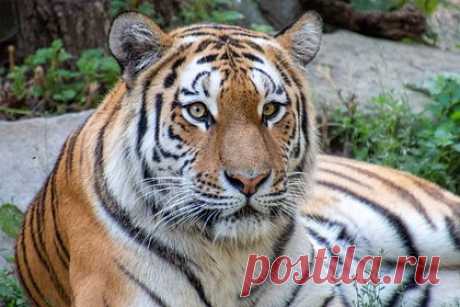 Похитители выкрали у хозяев домашнего бенгальского тигра. Полицейские в мексиканском штате Сонора во вторник, 28 марта, объявили о поисках похищенного взрослого бенгальского тигра по кличке Балума. Согласно официальному заявлению, пятилетнего тигра мужского пола украли в понедельник, 27 марта, из дома в столице штата, городе Хермосилло.