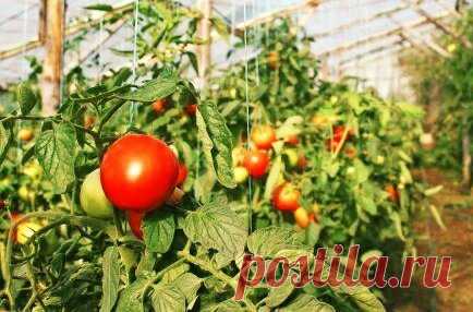 Что нужно сажать рядом с томатом, чтобы обеспечить большой урожай. Результаты вас удивят | Дневник деревенского садовода | Яндекс Дзен