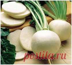Соленая репа | Для дачников.ру