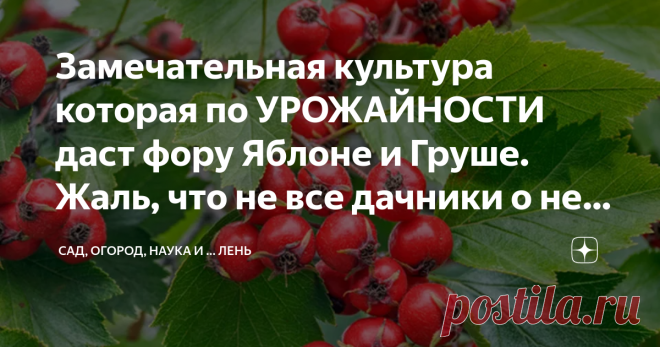 Замечательная культура которая по УРОЖАЙНОСТИ даст фору Яблоне и Груше. Жаль, что не все дачники о ней знают Да, на самом деле мне нестыдно повторить заголовок рассказывая об этой замечательной культуре.
Почему дачники жалуются на неурожай, а сами упускают эту  Очень и Очень замечательную культуру из виду? А она даст фору и Яблоне и Груше, неприхотлива, вкусна и очень Полезна, а главное, Урожай каждый год.
Да есть такие культуры, которые не очень популярны у современных дачников, хотя ранее были