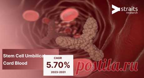 Stem Cell Umbilical Cord Blood Market Size 2031
The global stem cell umbilical cord blood market size was valued at USD 4908.42 million in 2022, growing with a CAGR of 16.5% from 2023 to 2031.