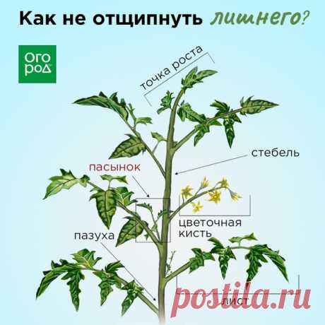Боитесь отщипнуть лишнее, потому не пасынкуете томаты? Сохраните полезную схему.